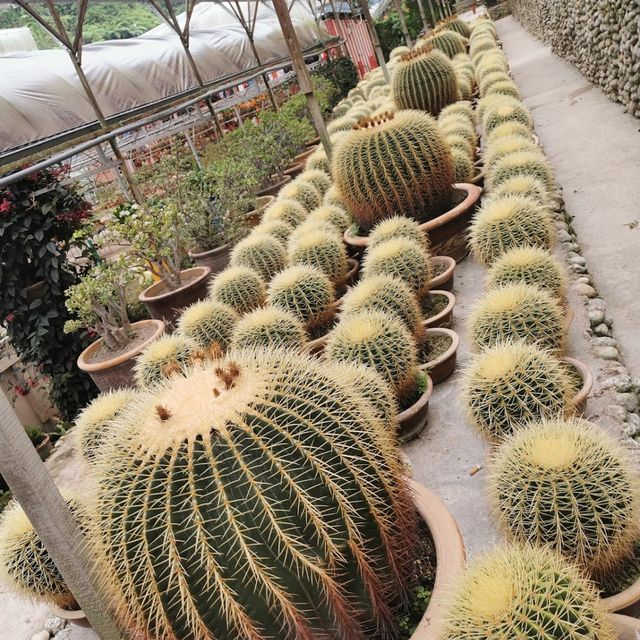 Cameron Highland Cactus Valley