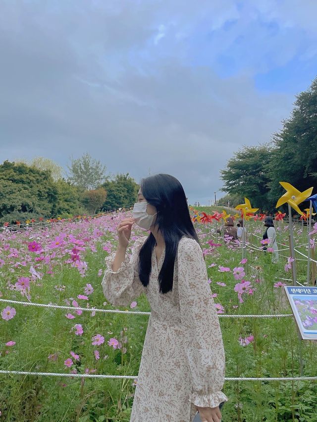 서울 코스모스 꽃 구경 :: 올림픽공원 들꽃마루🌼