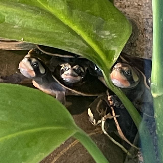 名古屋水族館の生き物たち