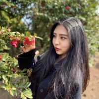 제주 파더스가든, 동백꽃 보러오세요🌺
