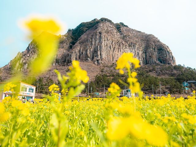 제주 유채꽃 핫플 산방산