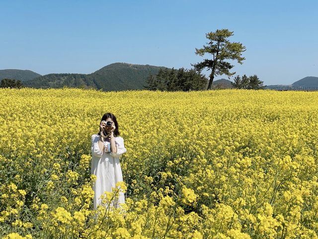 제주 보롬왓의 드넓은 유채꽃밭