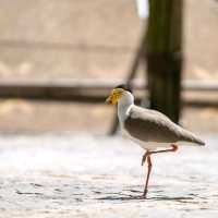 Day Out @ Bird Park