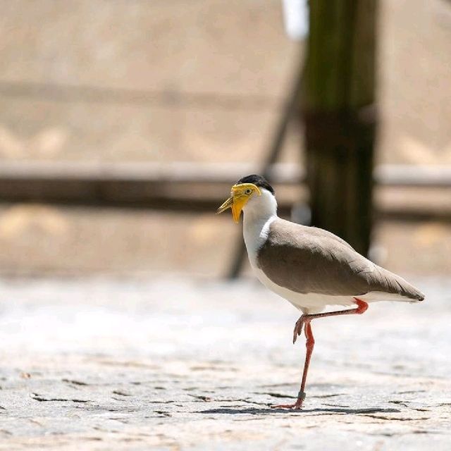 Day Out @ Bird Park