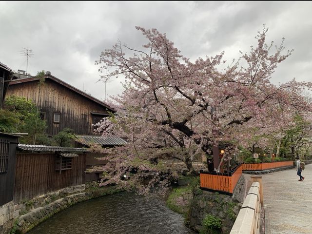 京都　KYOTO SAKURAめぐり❗️祇園白川の桜に感動❗️