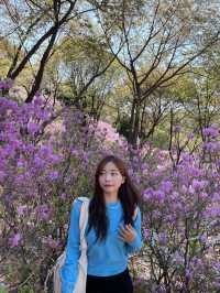핑크빛 진달래가 가득한 원미산🌸💗
