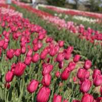 tulip garden Hiroshima 