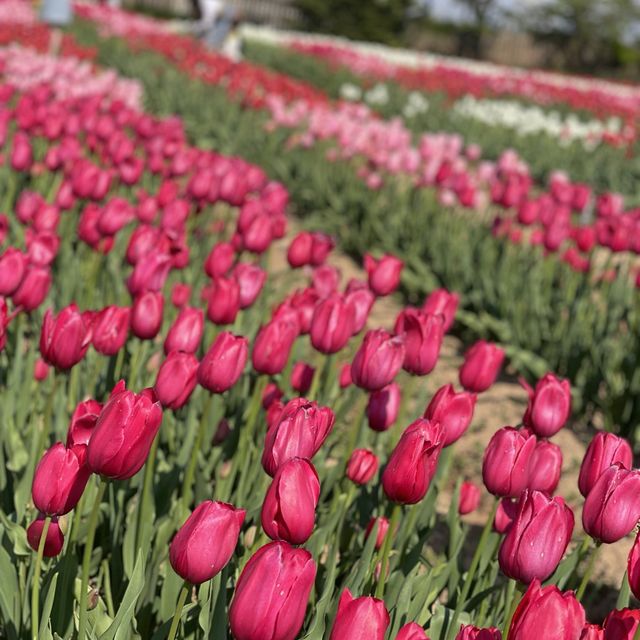 tulip garden Hiroshima 