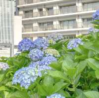 高島中央公園の遊具と紫陽花