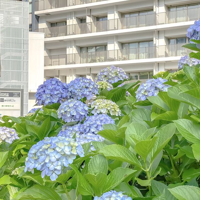 高島中央公園の遊具と紫陽花