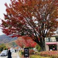 🇯🇵 又到了欣賞紅葉的秋季 — 河口湖楓葉迴廊
