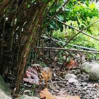 Suria Rimba Chalet 