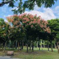 風光明媚🪷🌤Daan Forest Park 大安森林公園