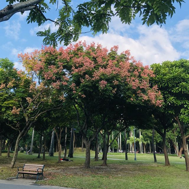 風光明媚🪷🌤Daan Forest Park 大安森林公園