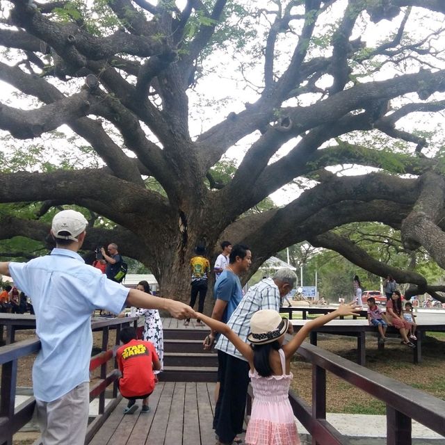 ใต้ร่มเงาอันอบอุ่นของต้นจามจุรียักษ์