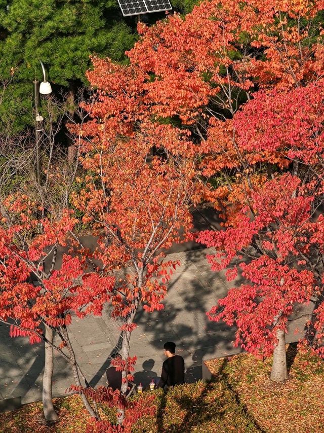 Secret Rooftop in the heart of Seoul ♥ 