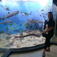 Amazing zooalogical museum 