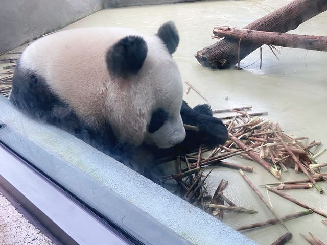 Chengdu + Pandas 🐼