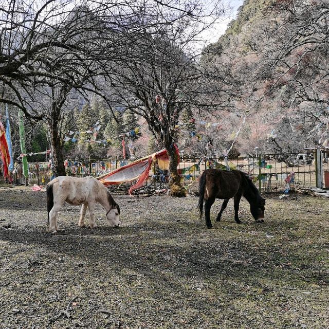 Yubeng Village（雨崩村)| An Idyllic Land