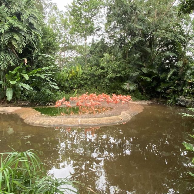 Jurong Bird Park Singapore