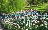 Colorful Tulip Garden and Zoo