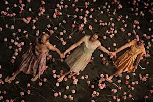 Nelken | Opéra de Lille