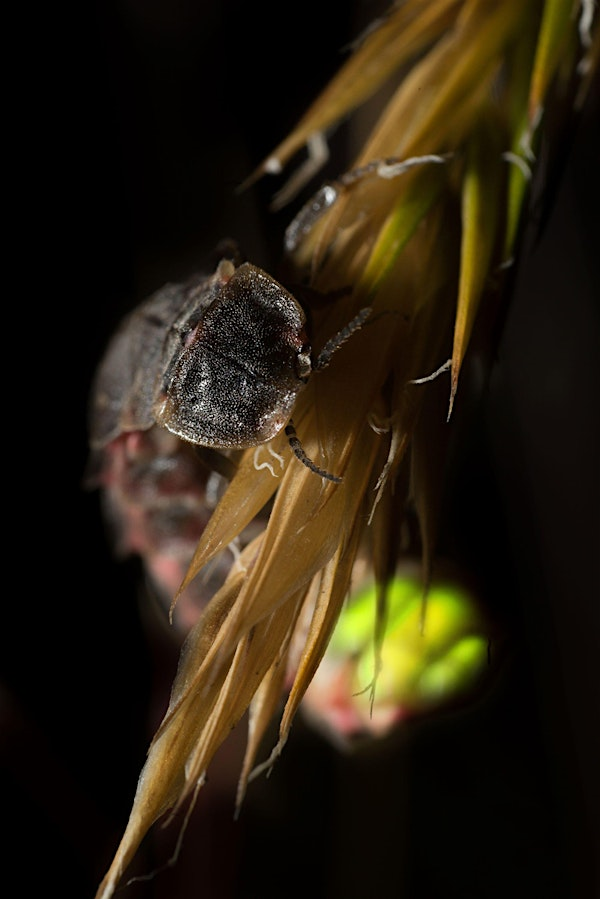Glow Worm Safari at Ketton | Ketton Quarry