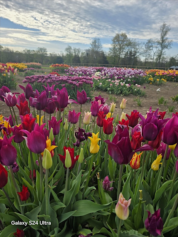 Summer Cut Flower Field Day | Meadowbrook Farm Catskills
