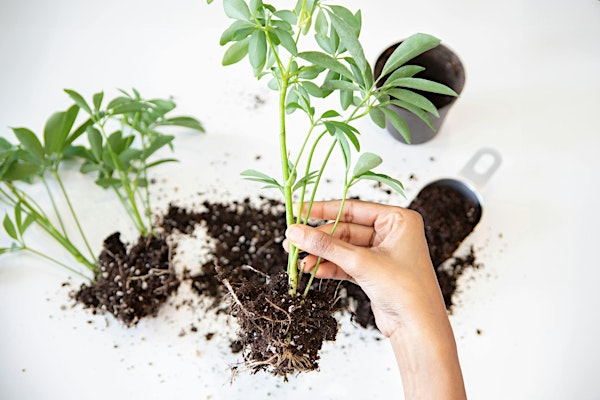 Plant Propagation & Indoor Growing Class | Fifth Season Gardening Co.