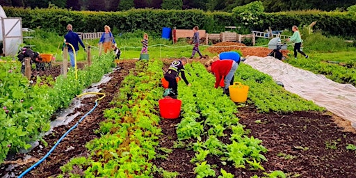Workshop: Learn how to grow veg effortlessly (no-dig growing) | Camserney