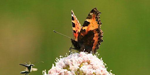Summer in the City: Wildlife Photography in Holywells Park (ECC 2510) | Holywells Park