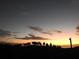 Looe Island | Historic Tales, Smugglers and Ghosts | Looe Island Nature Reserve