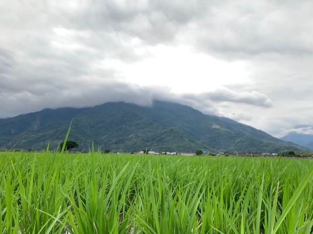 花蓮熱門旅遊景點｜伯朗大道，和我一起騎腳踏車兜風吧🤩