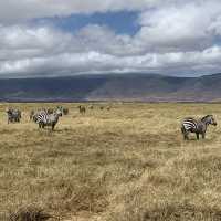Wildlifes at their best, Ngorongoro