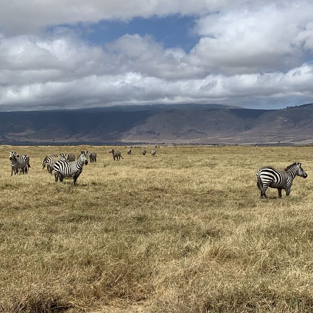 Wildlifes at their best, Ngorongoro