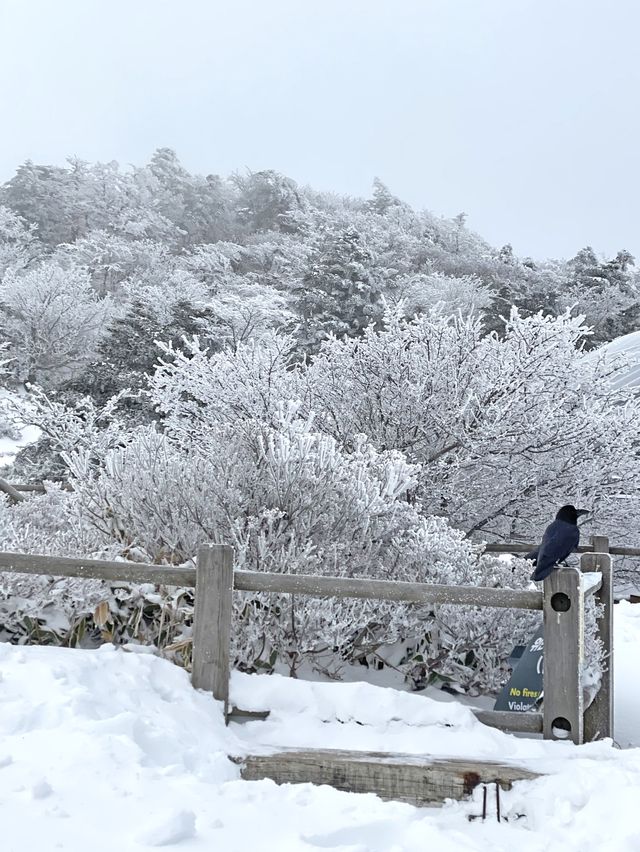 스위스 못지 않게 아름다운 한라산 설경