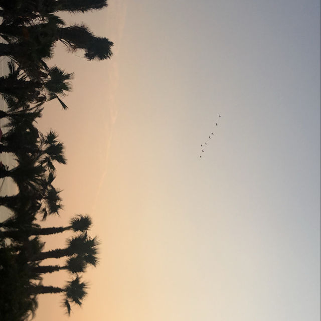 궁평항에 야자수 카페가 ?! 🌴