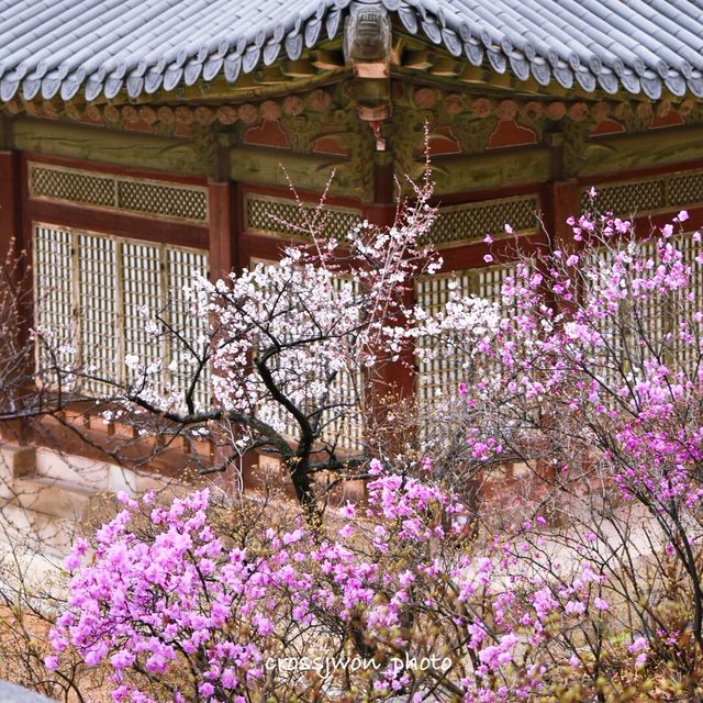 봄이 되면 벚꽃과 홍매화 개나리 등 다양한 꽃들이 개화하는 창덕궁