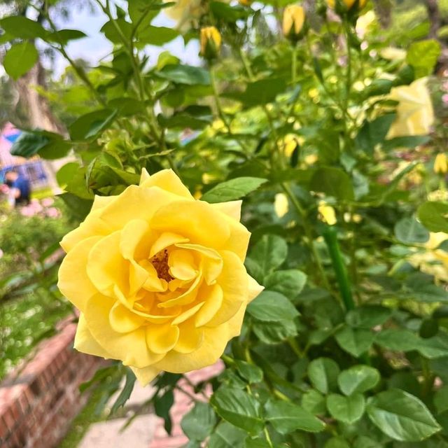 賞花必到的士林官邸玫瑰園🌹🥀