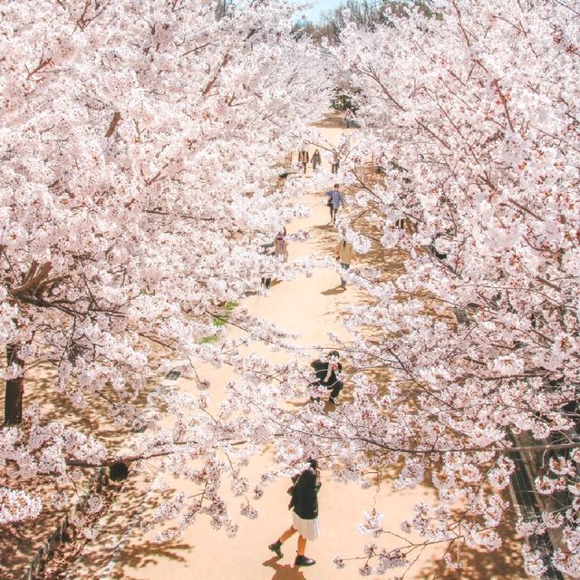서울벚꽃 명소 서울숲