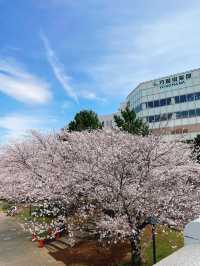 桜咲き誇る【カップヌードルミュージアムパーク】