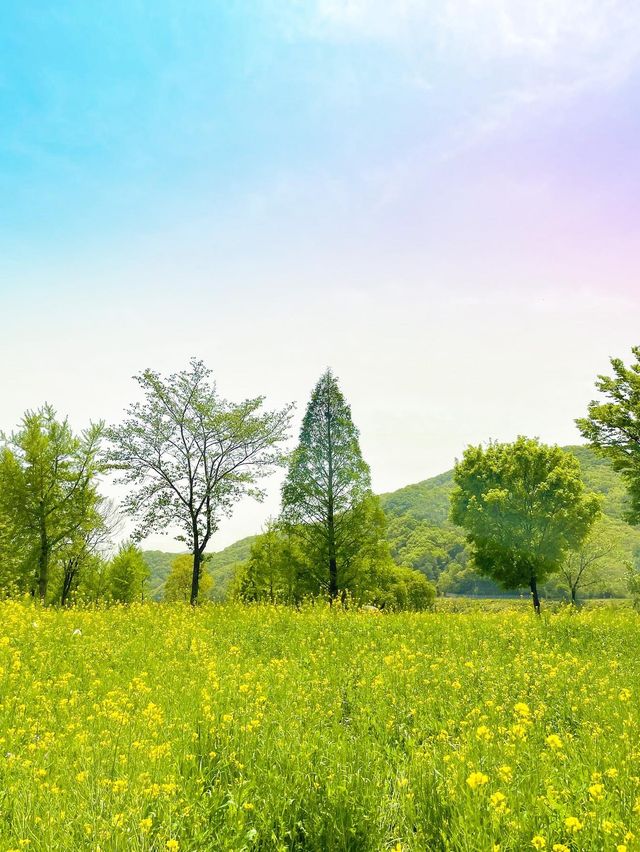 (✿ฺ。석장리 계절별 꽃단지 - 유채꽃편 ✿ฺ) 
