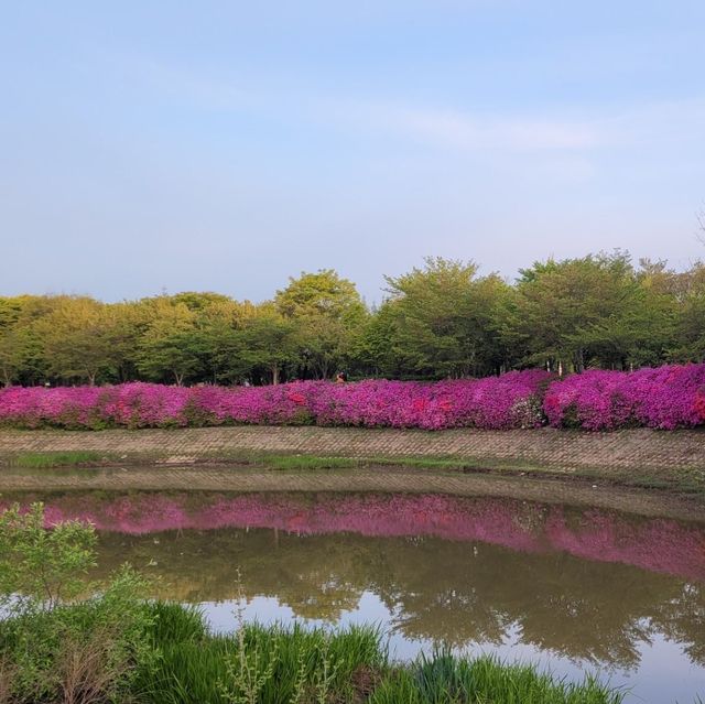 철쭉이 예쁜 쌍암공원