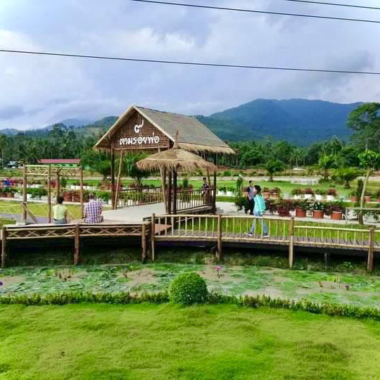 นาแม่เฒ่า @ จ.นครศรีธรรมราช