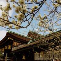 2，3月の京都旅行なら北野天満宮