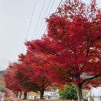 🇯🇵 又到了欣賞紅葉的秋季 — 河口湖楓葉迴廊