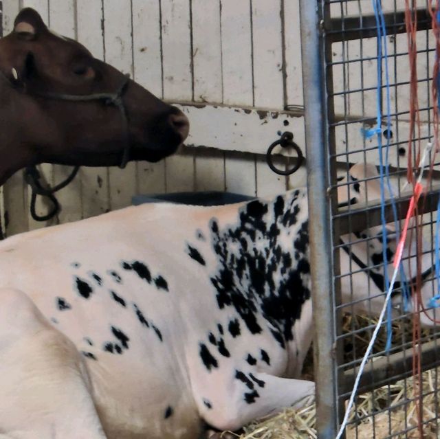 EKKA FESTIVAL 2022