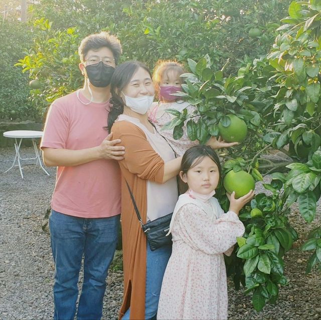 제주 가족여행 감귤따기체험 천제연농원 다녀왔어요