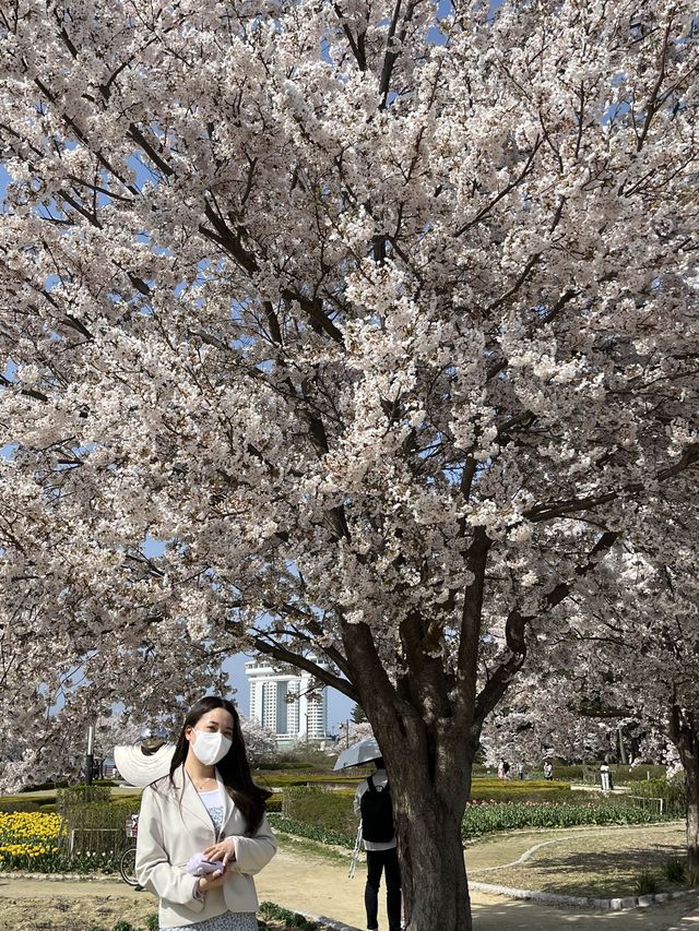 인파 뚫고 다녀온 4월의 강릉 벚꽃 Season! (경포호 및 경포대)