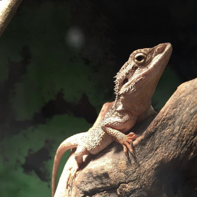 識玩西澳唔會悶(4)親親小動物